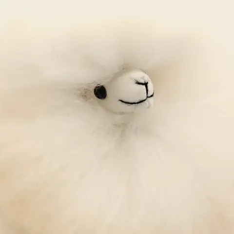 Sahara